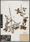 Foto von Salix appendiculata Vill.